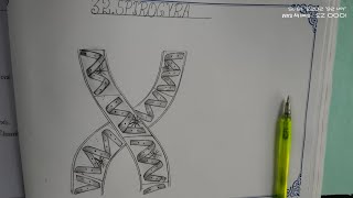 Drawing SPIROGYRA in easy stepsHow to draw SPIROGYRATheLefthandedArtist spirogyra spirograph [upl. by Spaulding]