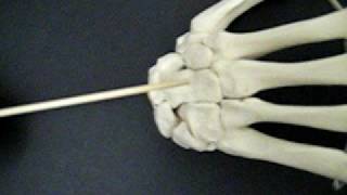 Carpal Bones of the Right Hand  Posterior View [upl. by Zanahs]