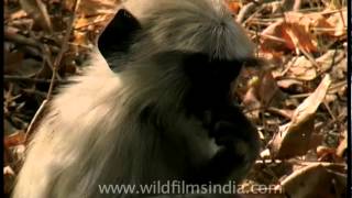 The most widespread langurs of India  Grey Langurs [upl. by Iknarf]