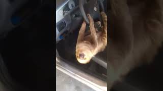 Driver Finds Sloth Hanging From Steering Wheel In Brazil  10 News First [upl. by Yahc]