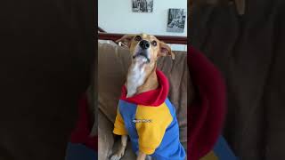 Mais um vlog 😮‍💨 lollamaria lolla cachorro pet vlog [upl. by Hamrnand]