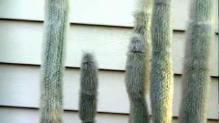 Cleistocactus Strausii Silver Torch Cactus [upl. by Call]