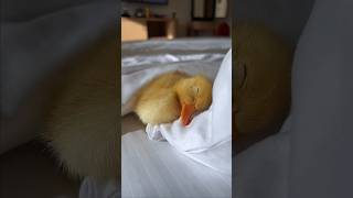 Ducktales theme song petducks ducklings [upl. by Damita15]