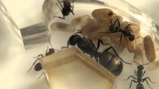 13042012 Camponotus sericeus [upl. by Sink992]