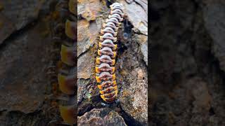 Amazing Flatbacked millipede shorts insects animals pets tropical nature wildlife explore [upl. by Eimam]