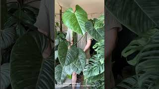 Philodendron sodiroi  check out my full Plant Spotlight to learn more about this plant [upl. by Asante]