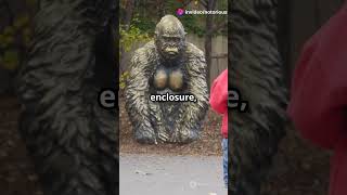 The Tragic Story of Harambe A Heart breaking story [upl. by Ellertal]