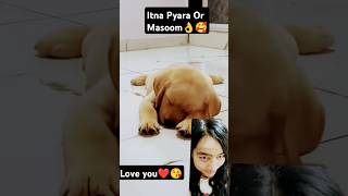 dog puppy doglover labrador cute song arijitsingh love bollywood music ytshorts trending [upl. by Jensen]