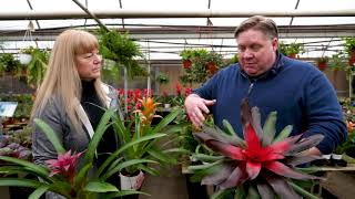 Gardening basics How to care for bromeliads [upl. by Nastassia428]