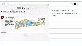 Nervous Tissue Repair of Peripheral Nerve Fibers [upl. by Dorsman]