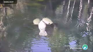 Above Water ManateeCam at Blue Spring State Park  2023 Highlights [upl. by Nnaitsirk226]