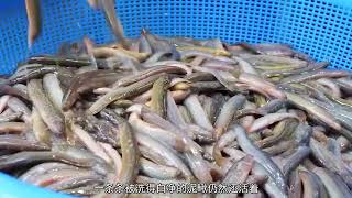 Koreas most cruel food Live loach soup [upl. by Essirehc352]