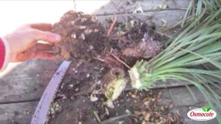 Garden Tutorial Dividing Yuccas For Propagation Yucca Rostrata [upl. by Ymaral]