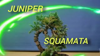 Juniper Squamata Bonsai Transformation in short time recovering shape and definition [upl. by Venola375]