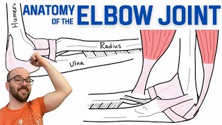 Anatomy of the Elbow Joint [upl. by Ehudd846]