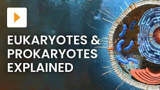 Prokaryotic vs Eukaryotic Cells  High School Biology [upl. by Ecnarrot]