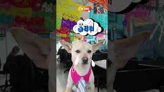 DIA D MUERTOS ENLA OFICINA funnyvideo memeshorts chihuahuadog chihuahualove dogshorts [upl. by Adamsun]