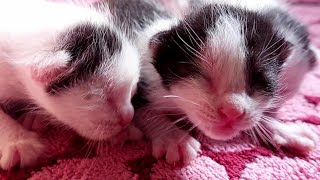 asmr Satisfying Kittens 🐱🥰 [upl. by Chenee]