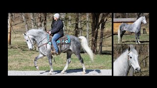 Grey Dappled Tennessee Walking Horse Gaited Trail Gelding [upl. by Earased]