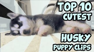 TOP 10 CUTEST HUSKY PUPPY VIDEOS OF ALL TIME [upl. by Daffie]