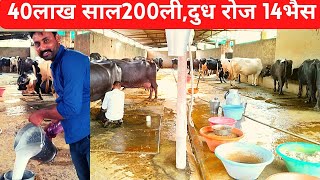 40 लाख साल 200लीटर दुध रोज 14 जाफराबादी भैंस से dairysolutionbysatishdairyfarmingdairybusiness [upl. by Westphal]