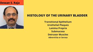 HISTOLOGY OF THE URINARY BLADDER [upl. by Conway]