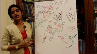 DEVELOPMENT OF THE GONADSTESTIS AND OVARYHUMAN EMBRYOLOGY DR ROSE JOSE MD [upl. by Erhard]