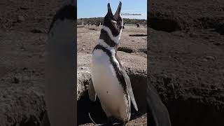 Magellanic penguin braying for WorldPenguinDay [upl. by Wershba]