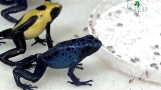 SEE AND BUY Dendrobates tinctorius citronella and azureus Dendrobates auratus [upl. by Alitha]