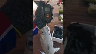 352kg of milkfish fish amazing fishing shortvideo trending [upl. by Lenroc]