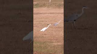 Airone bianco e airone cenerino birds animals wildnature nature naturephotography [upl. by Einama]