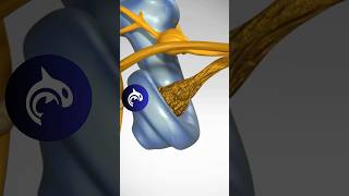 See how Hearing Loss from Nerve Degeneration works in 3D Animation [upl. by Eecyak]