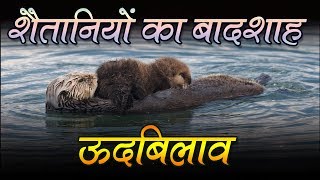 Amazing Facts About Otter In Hindi ऊदबिलाव के बारे में ये नहीं पता होगा  Adbhut Rahasya [upl. by Nosredneh]