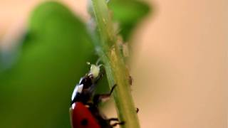 Ladybird  Ladybug devouring aphids [upl. by Ramirolg]