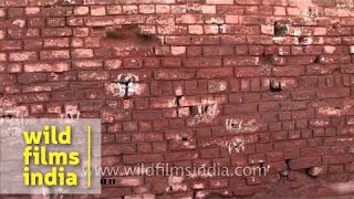 Bullet marks at Jallianwala Bagh  Amritsar [upl. by Winzler]