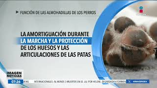 ¿Cuál es la función de las almohadillas de los perros  Noticias con Francisco Zea [upl. by Ranna781]