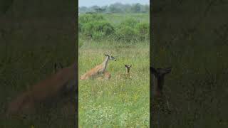 Whitetailed Deer wander the prairie [upl. by Doherty]