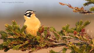 Smiths Longspur Song [upl. by Deeraf]