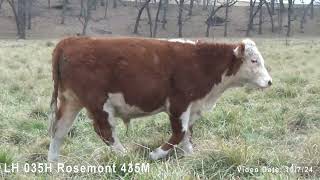 Lenth Herefords Bull quotLH 035H Rosemont 435Mquot [upl. by Venice803]