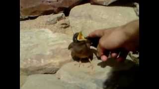 Mynah Bird Acridotheres tristis  Little Mynah Baby Bird making Noise [upl. by Aridni262]