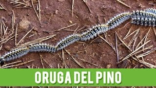 Oruga Procesionaria Del Pino  Consejos y Tratamiento [upl. by Chung]