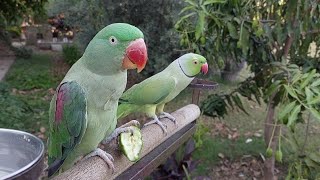 Indian Ringneck and Alexandrine Parrot Chirping Sounds [upl. by Edahsalof101]