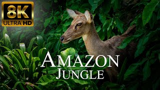 Amazon Jungle 8K ULTRA HD  Wild Animals of Rainforest  Relaxation Film [upl. by Kremer]