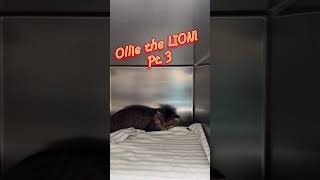 Ollie the 🦁 Kittie  Chillax cat Pt3 at Taylor MI Animal Shelter AddressPhone⬇️PetzPaws⬇️ [upl. by Otxis]