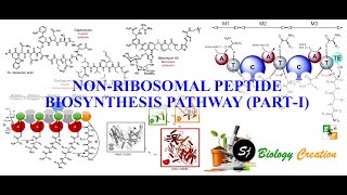 Non Ribosomal Peptide Biosynthesis Pathway PartI [upl. by Olivie931]