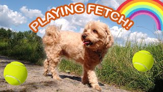 Happy Maltipoo Puppy Plays Fetch [upl. by Patience584]