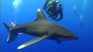 Oceanics of the Red Sea  A Shark Diving Experience [upl. by Ike]