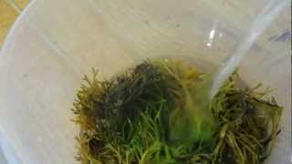 How to cook sea sprig seaweed [upl. by Schurman]