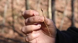 Planting Goldenseal in the Fall at the Yew Mountain Center – Hillsboro WV [upl. by Helene]