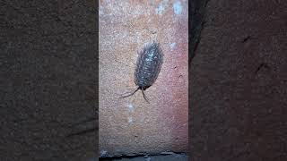 Common Shiny Woodlouse On Wall woodlouse nature [upl. by Nilla]